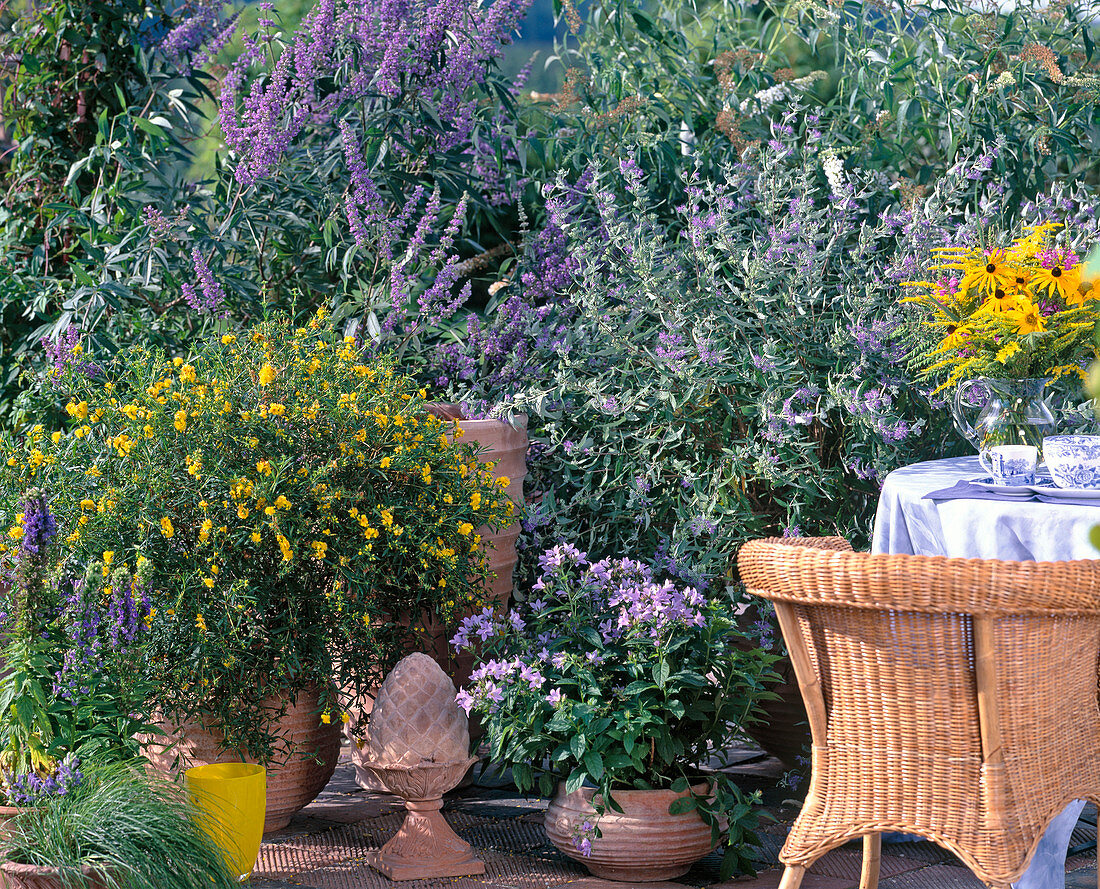 Hypericum (St. John's wort), Vitex agnus-castus (monk's pepper), Caryopteris