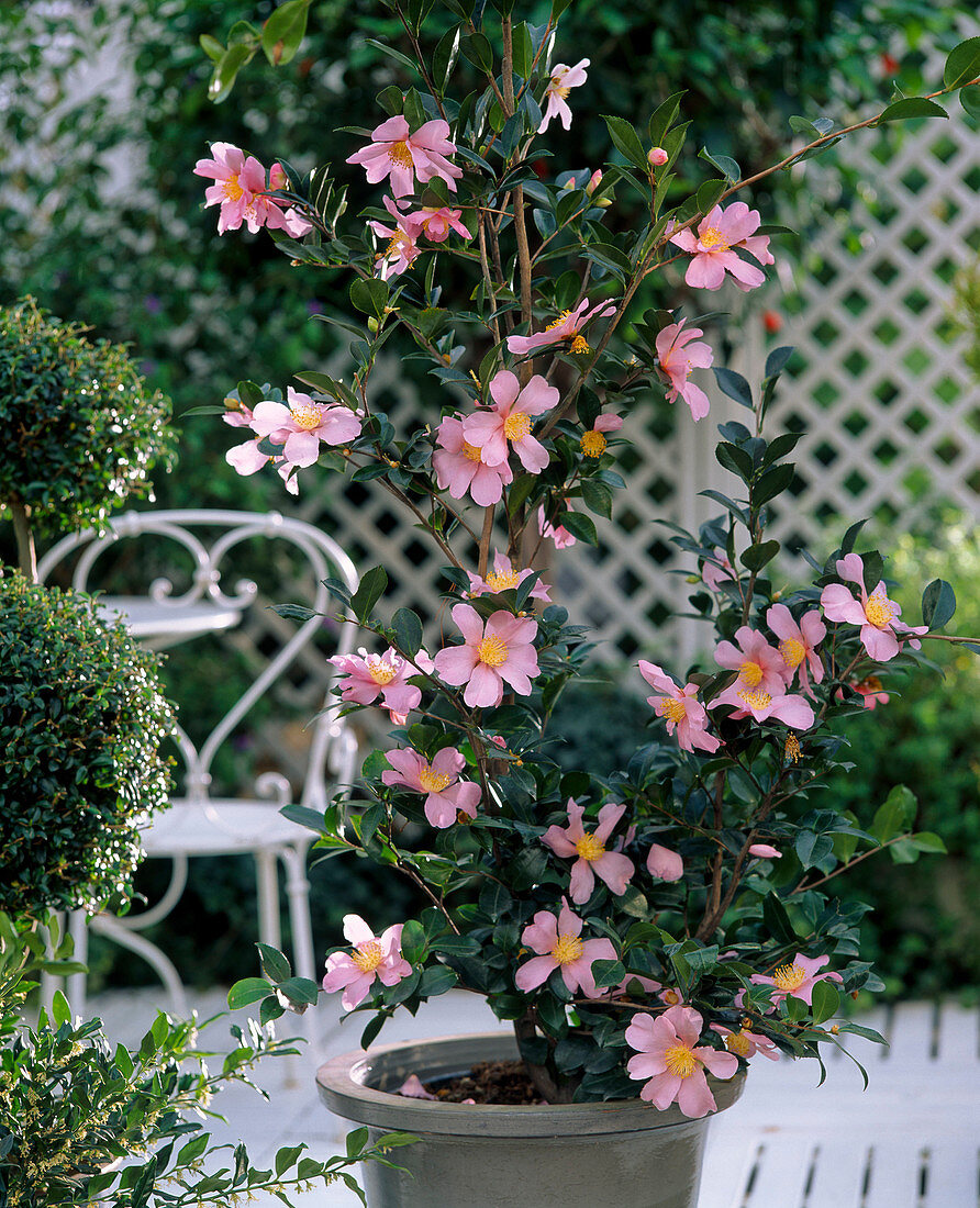 Camellia sasanqua 'Plantation Pink'