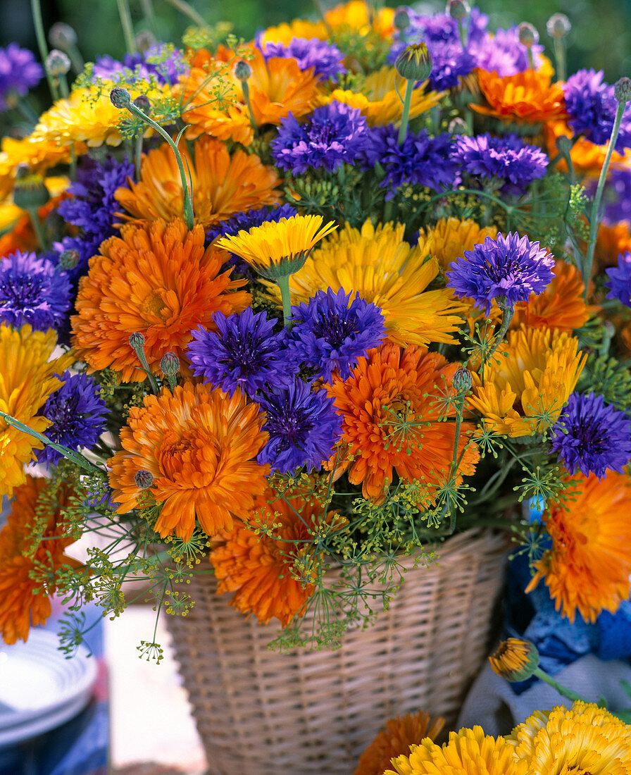 Calendula officinalis / Ringelblume, Centaurea cyanus