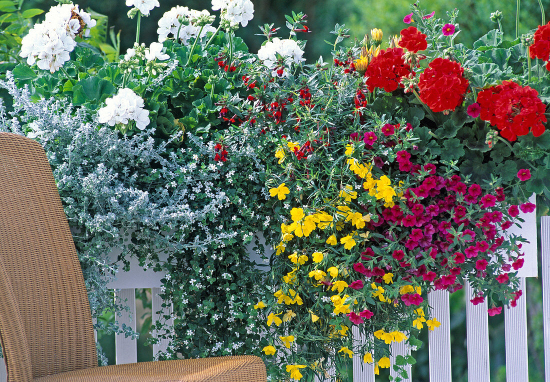 Helichrysum 'Silver Mini', Pelargonium 'White', 'Grand Prix'