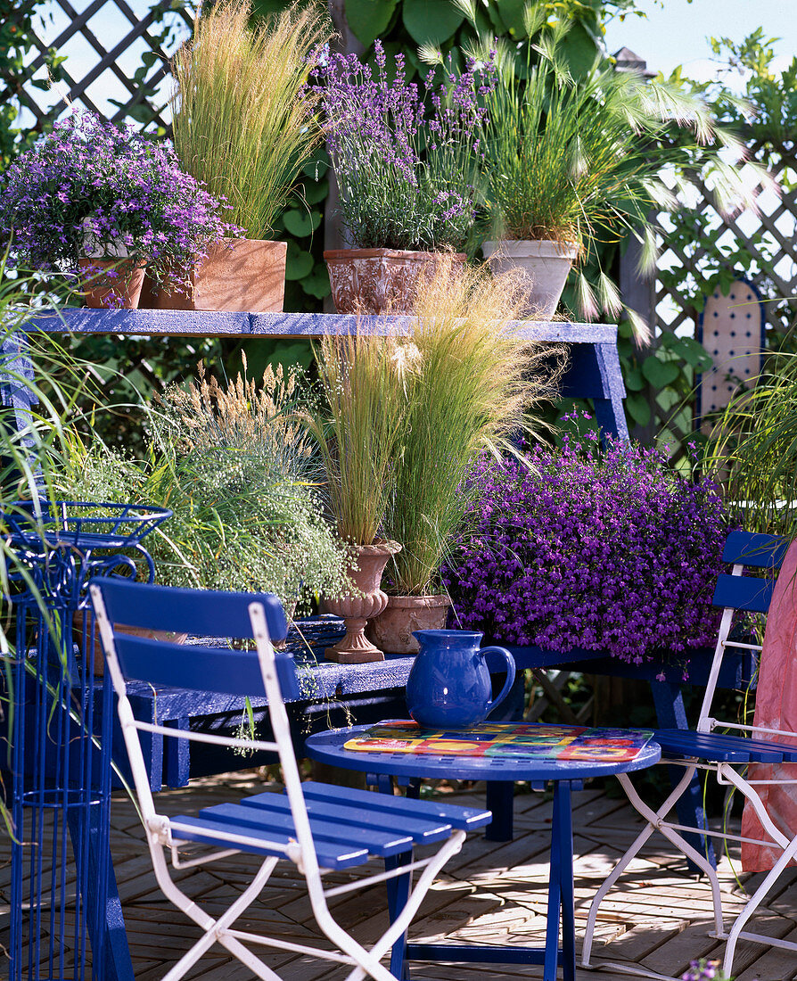 Lobelia erinus, Stipa tenacissima 'Fountain', Festuca, Briza