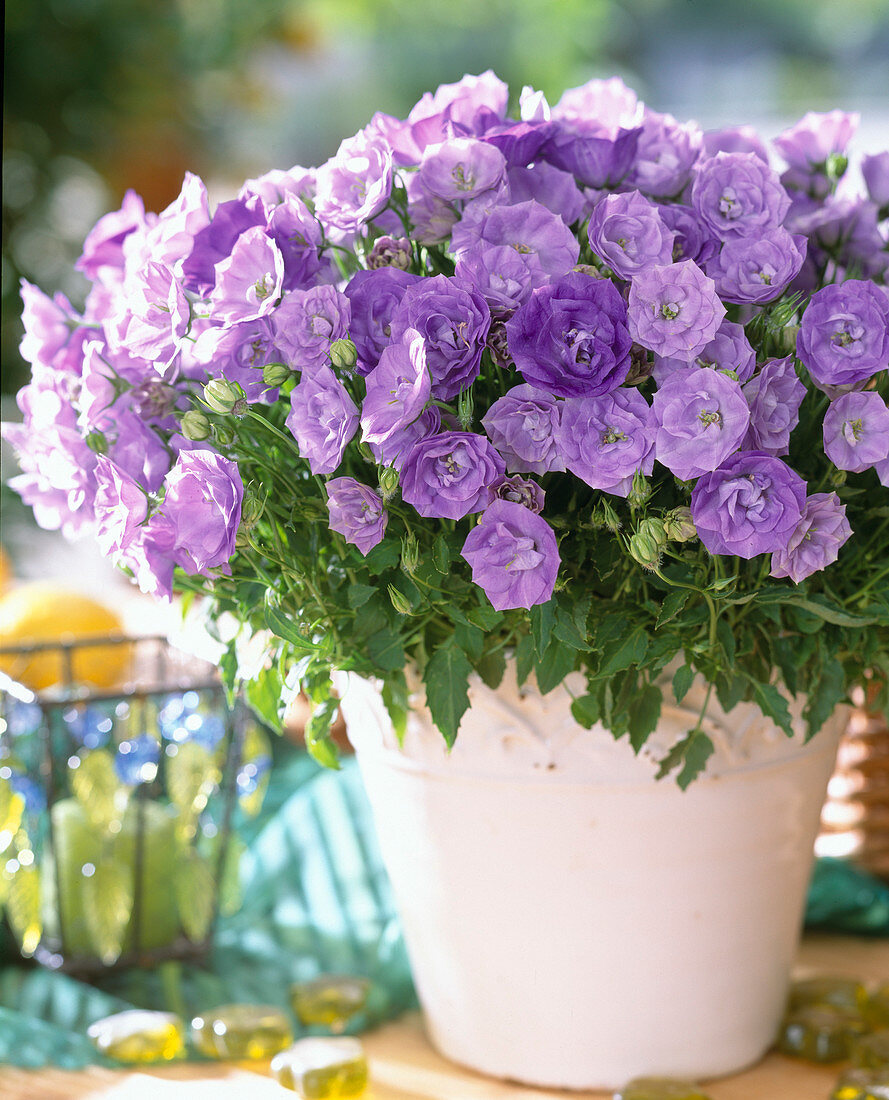 Campanula carpatica 'Blue Ball' filled flowers