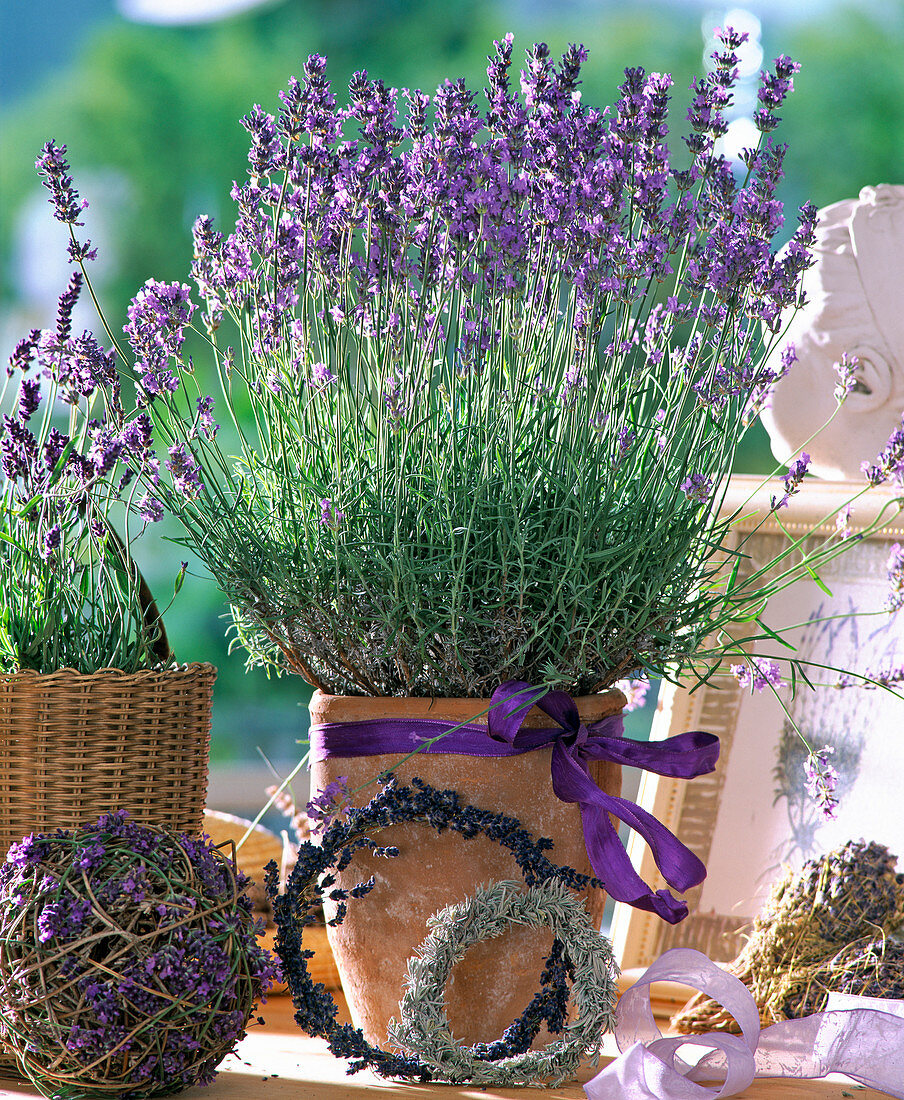 Lavandula angustifolia (lavender)