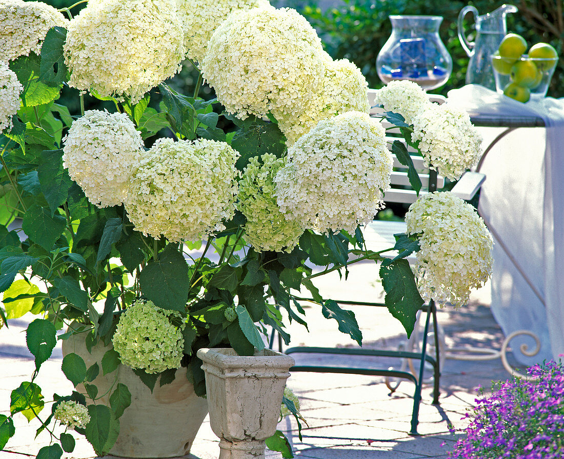 Hydrangea arborescens