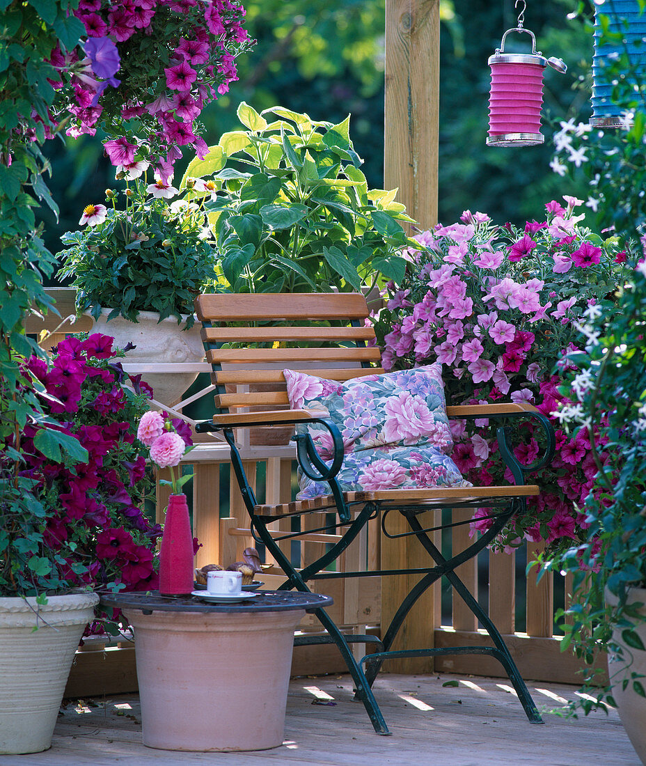 Balkon mit Petunia Surfina, Petunia Sylvana 'Softrose'