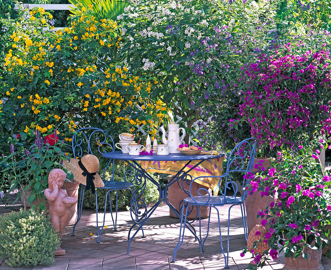 Cassia corymbosa / Gewürzrinde, Solanum bonariensis