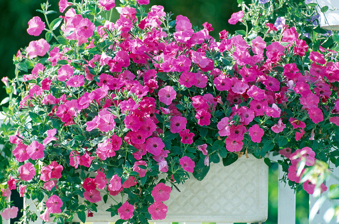 Petunia 'Pink Mini'