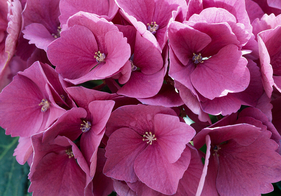 Hydrangea macrophylla 'Elka 15' (Hydrangea)