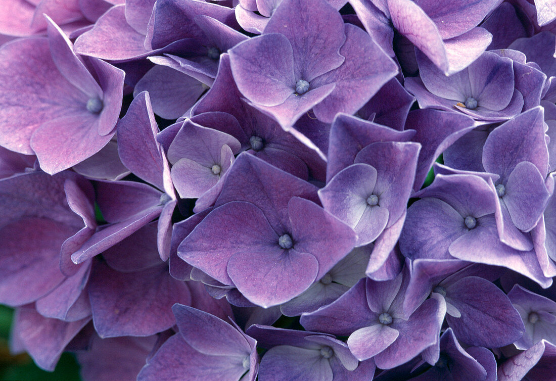 Hydrangea macrophylla 'Côte d'Azur