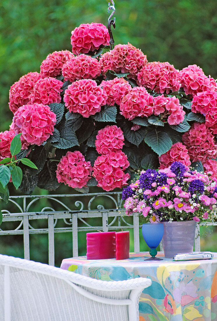 Hydrangea macrophylla 'Beautiful Bautznerin'