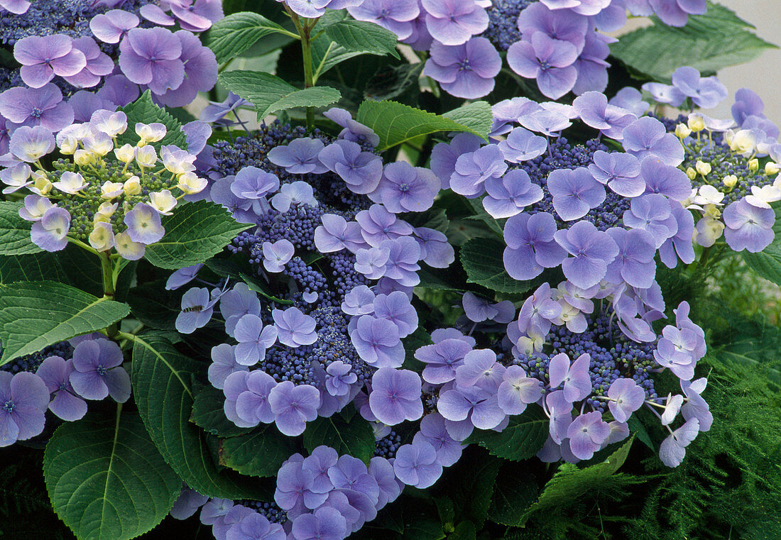 Hydrangea macrophylla 'Bläuling'