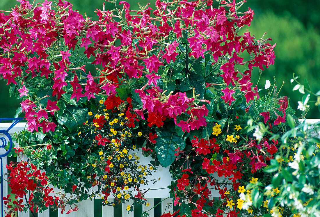 Nicotiana 'Vip Rosa', Sanvitalia 'Azthekengold'