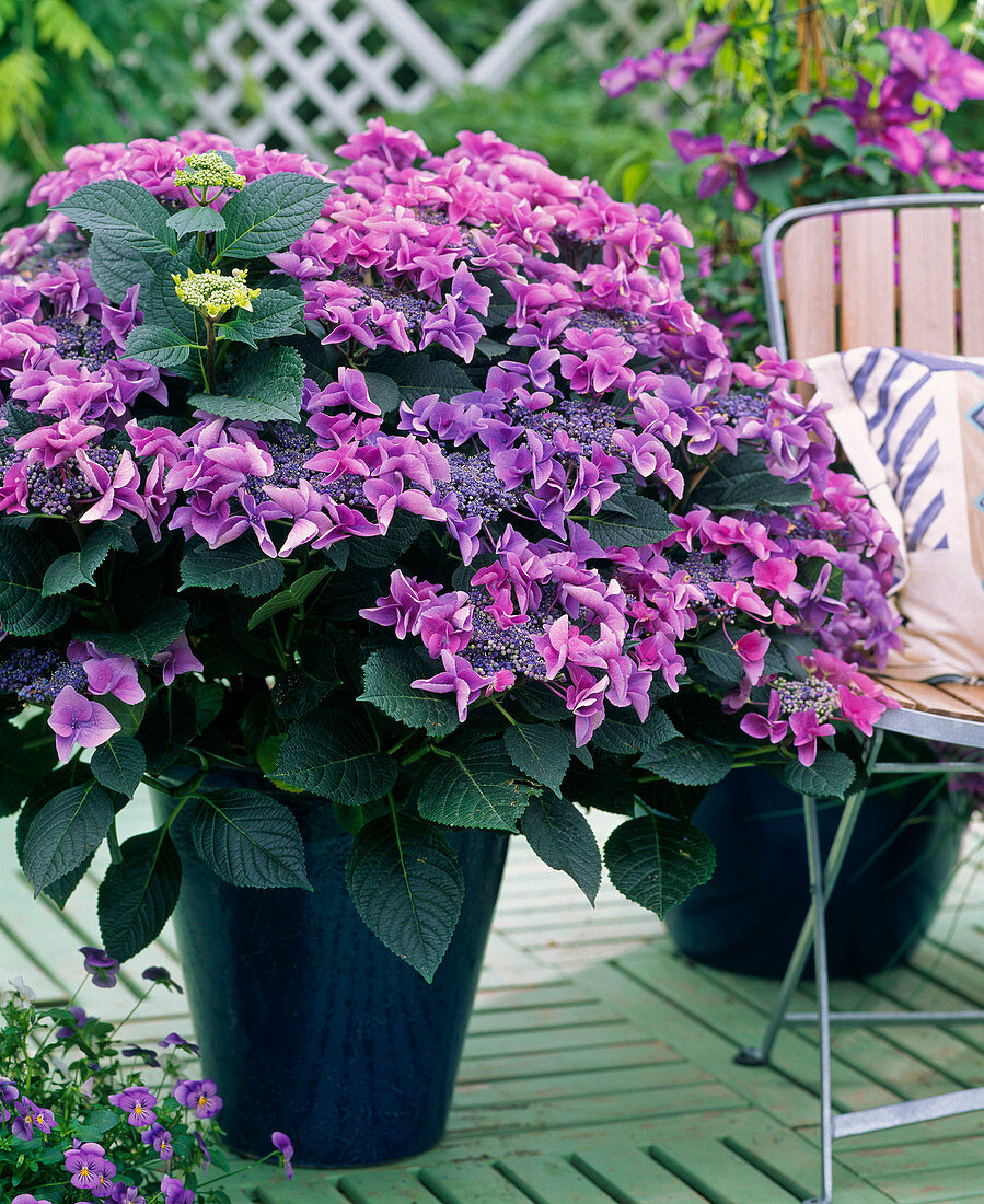 Hydrangea macrophylla 'San Remo' (Hortensie)