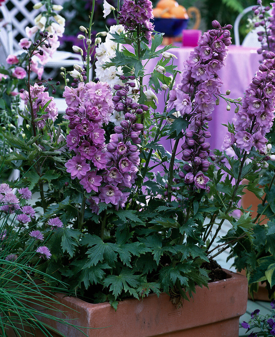 Delphinium 'Magic Fountain' lila / rosa