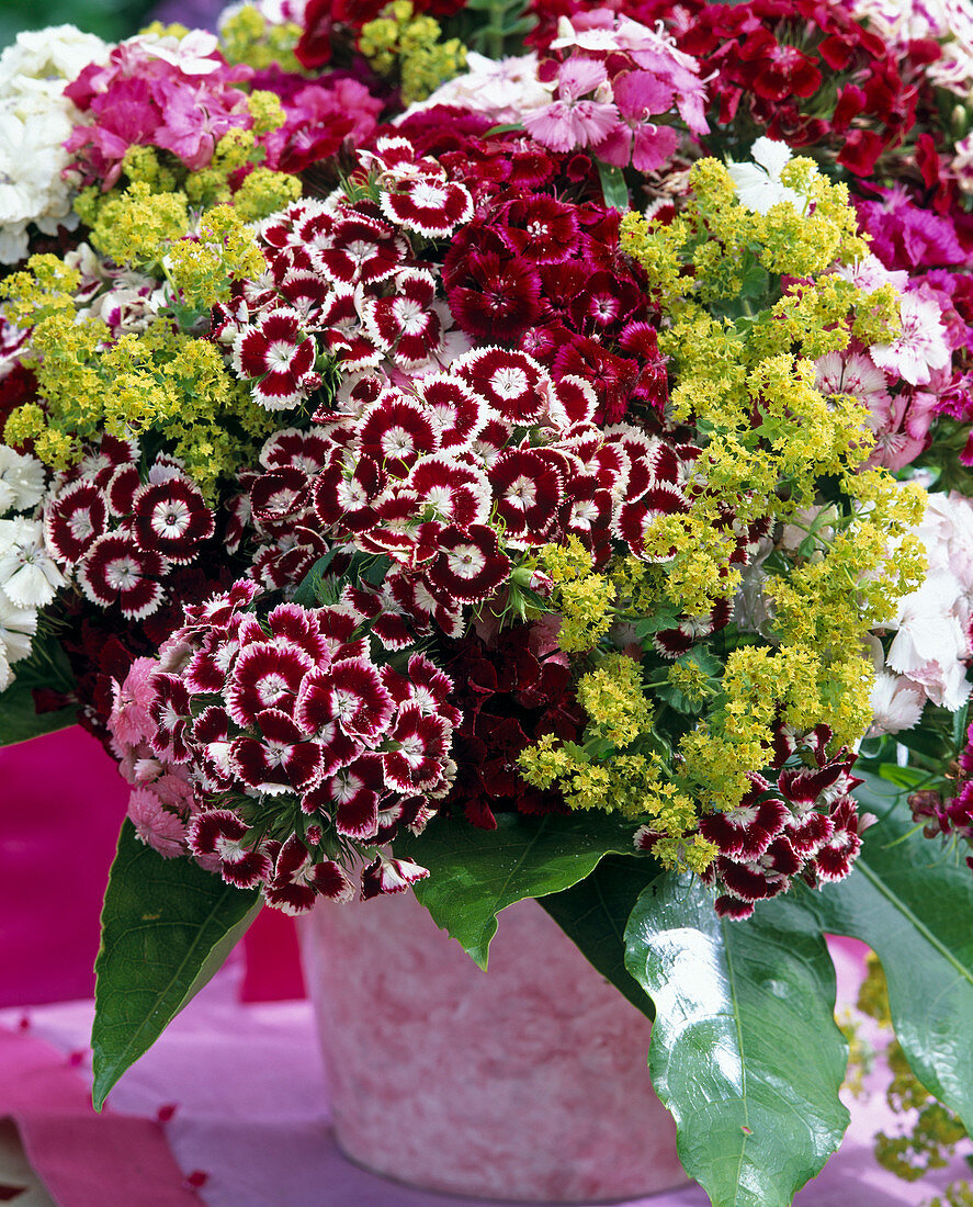 Dianthus barbatus (bearded carnation)