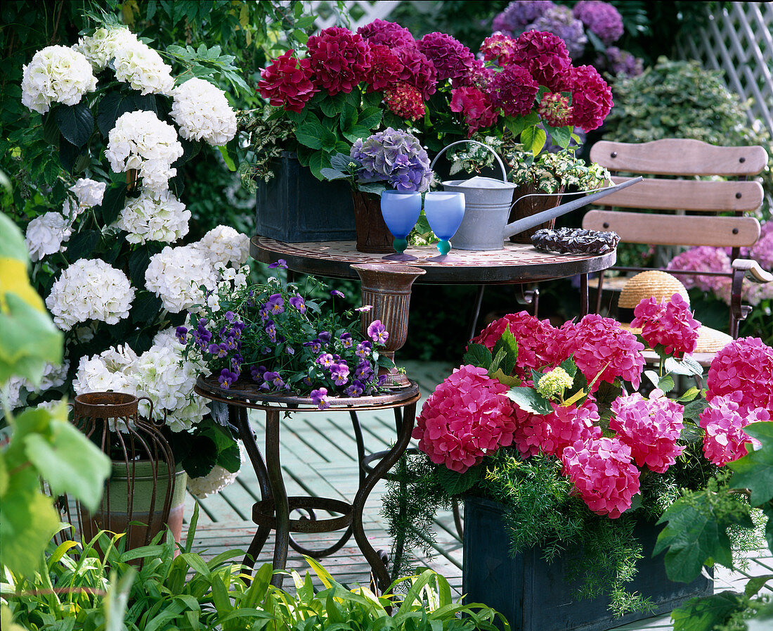 Terrace with Hydrangea macrophylla 'Amsterdam' (on