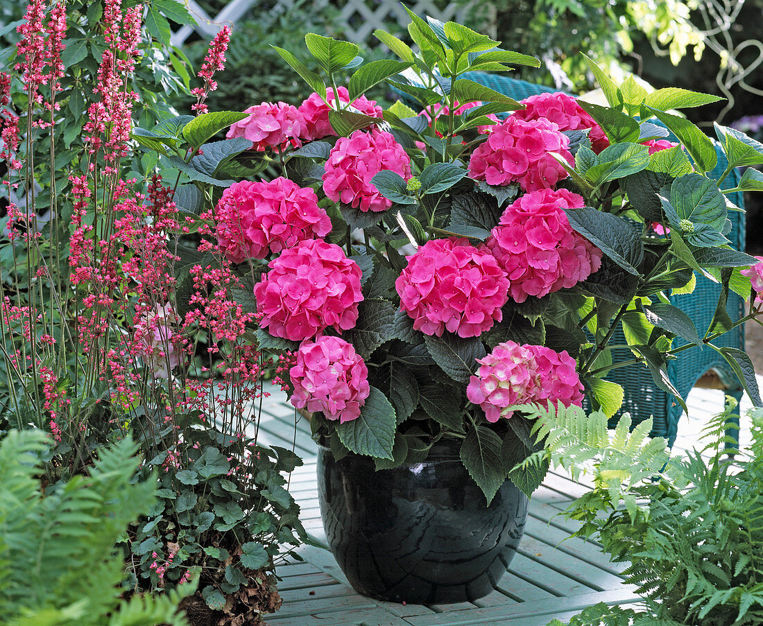 Hydrangea macrophylla (Hydrangea)