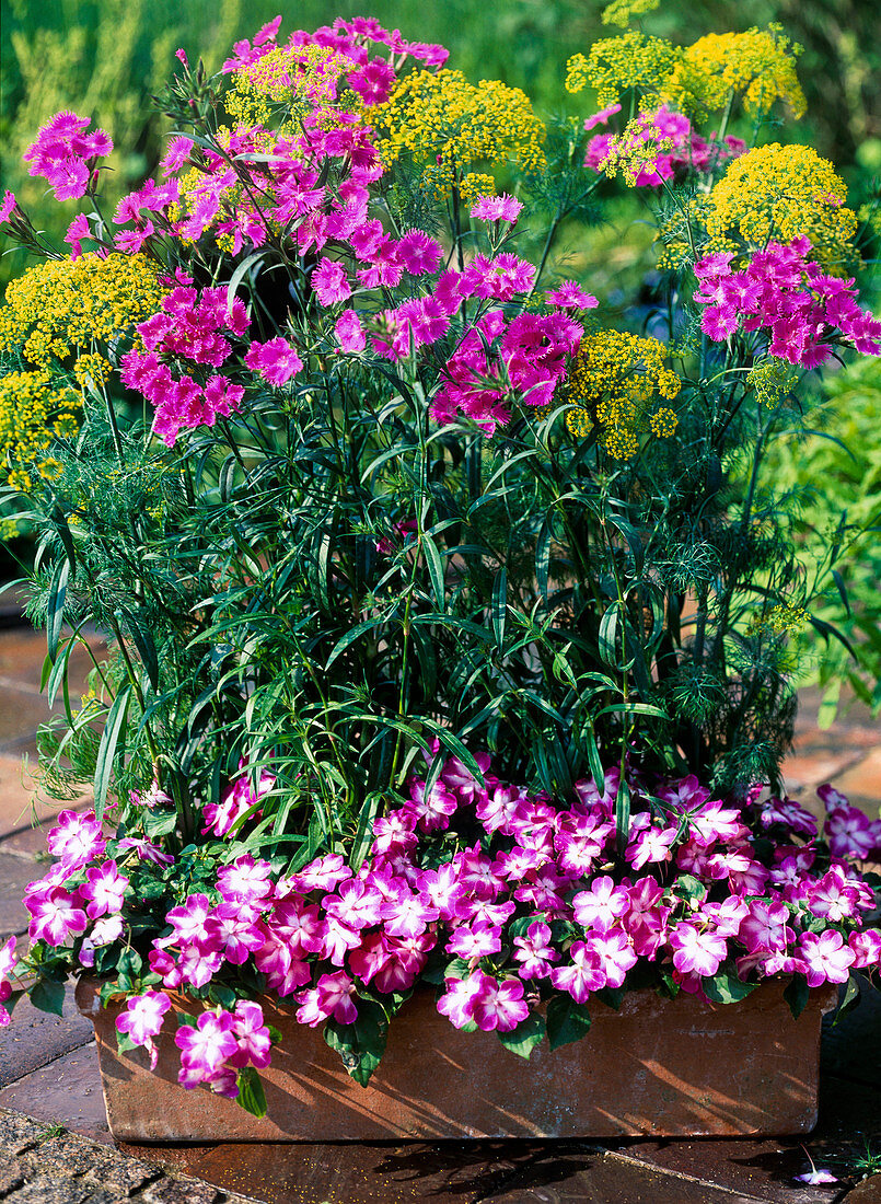 Impatiens 'Stardust Rose', Dill 'Fernleaf'