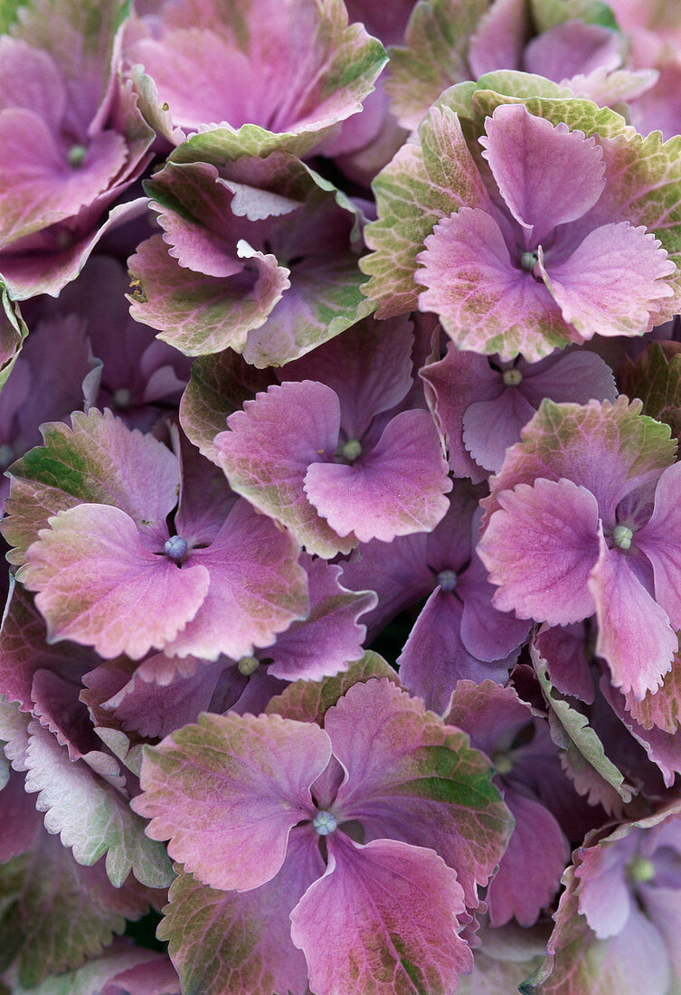 Hydrangea macrophylla