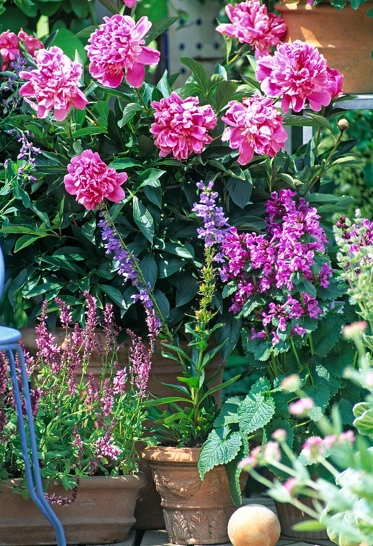 Paeonia lactiflora