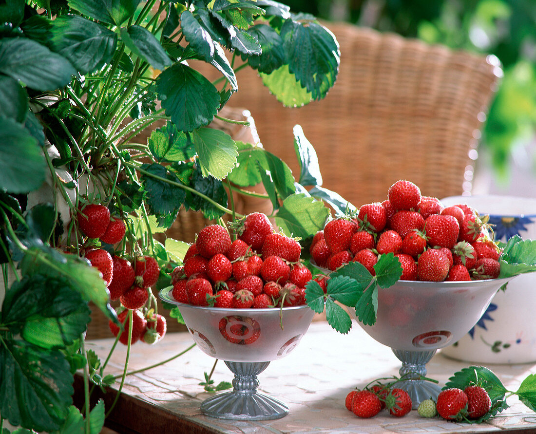Strawberry still life: Fragaria (strawberries) in bowls, strawberry plant