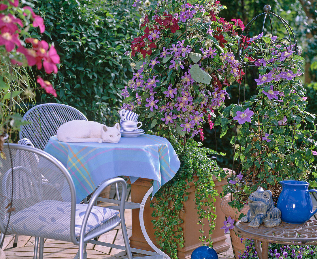 Terrace with Clematis, 'Juuli' and 'Warszawska Nike'