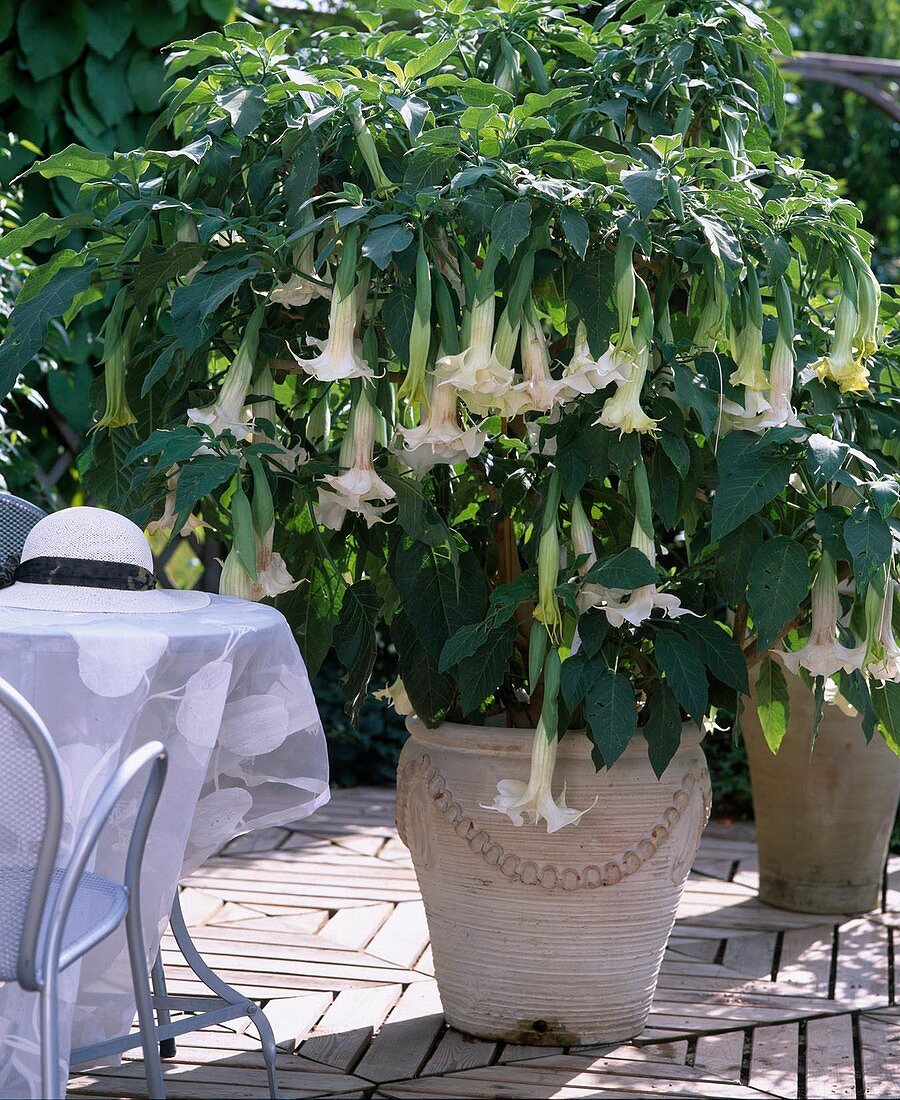 Datura arborea 'Bad Salzschlierf'