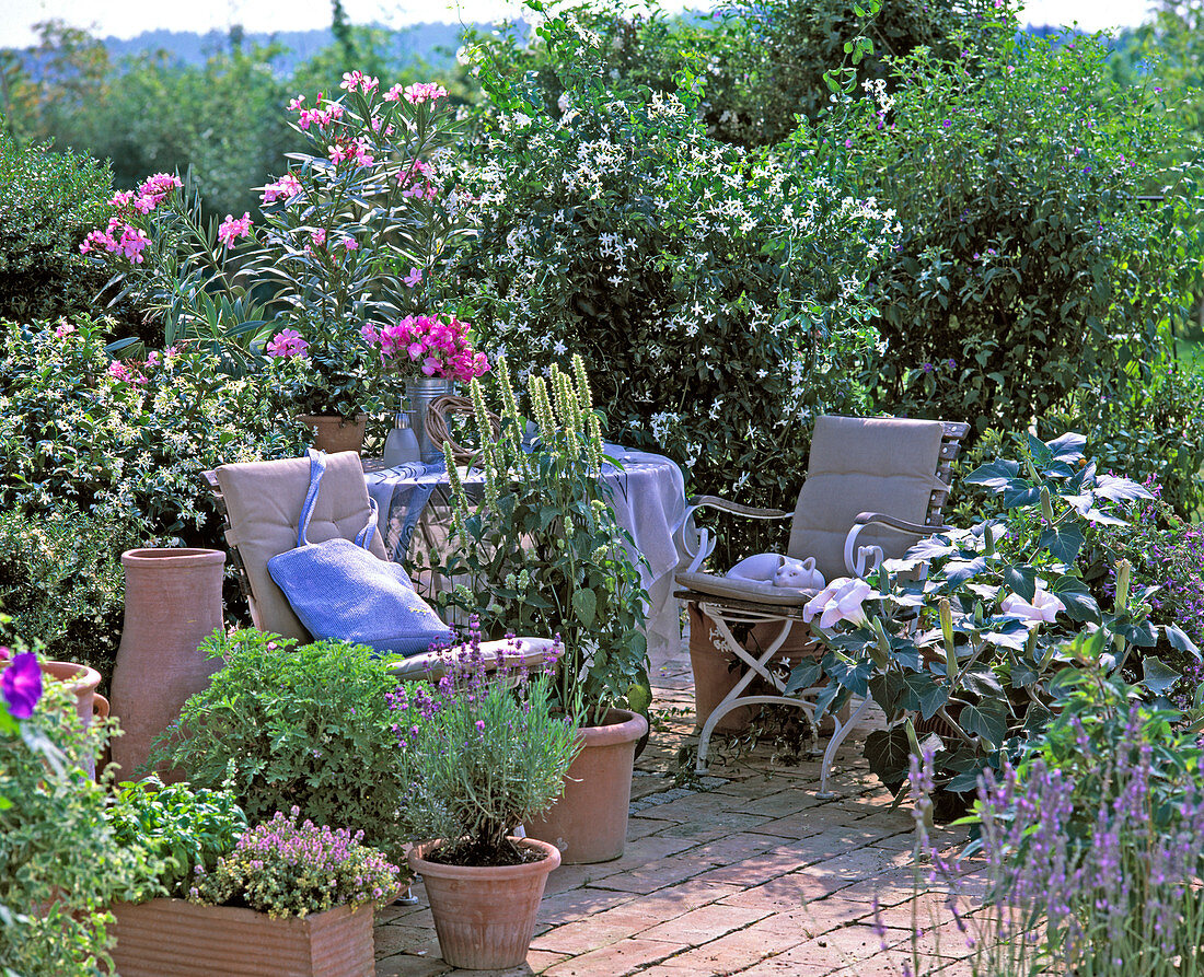 Scented terrace: Jasminum officinalis, Nerium (oleander)