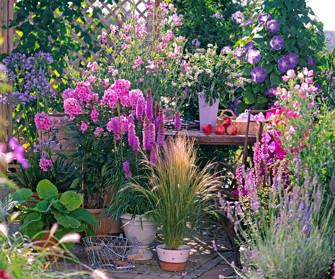 Phlox paniculata 'Country wedding', Liatris spicata