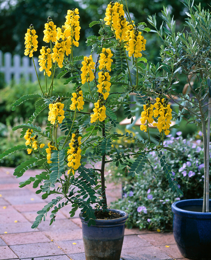 Cassia didymobotrya