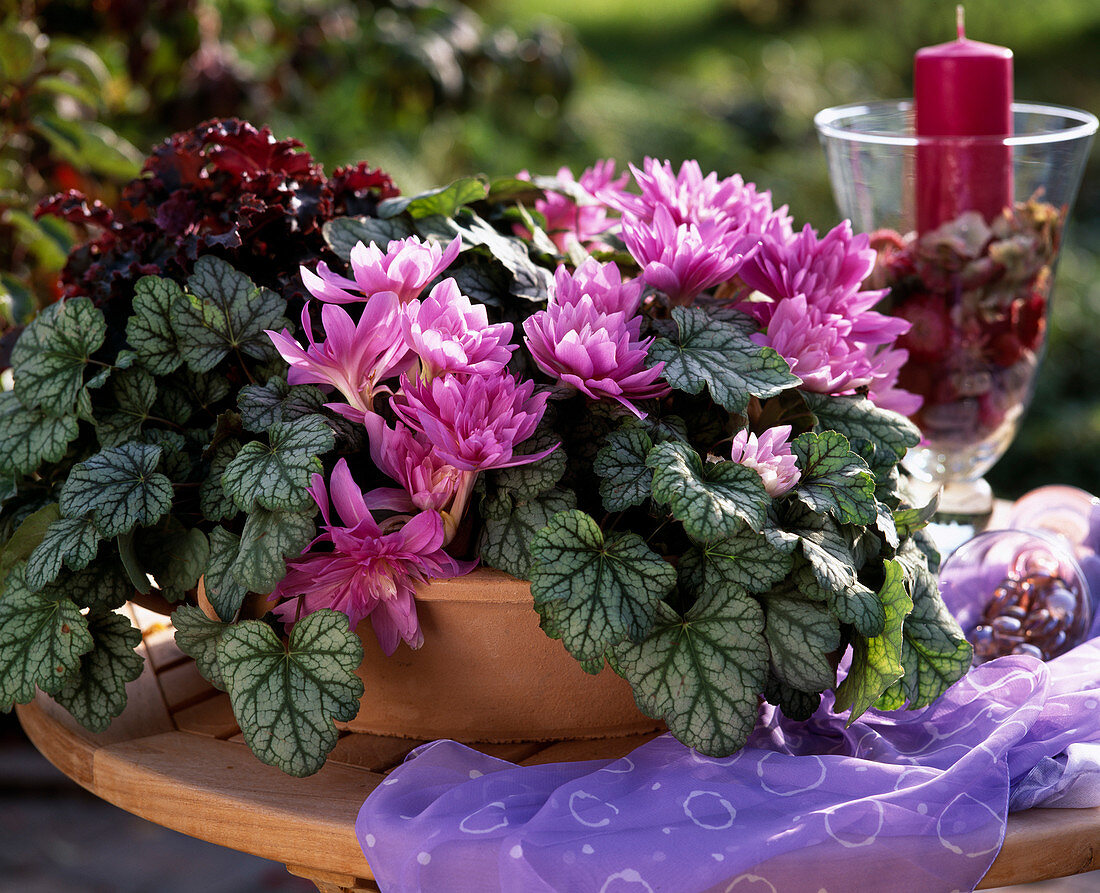 Colchicum Autumnale 'Waterlily', Heuchera 'Green Spice'