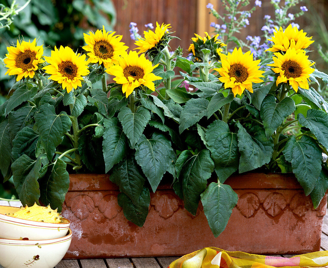 Helianthus annuus / Sonnenblume