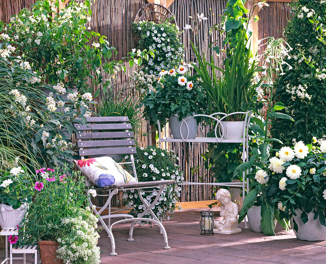 Weiße Terrasse: Solanum bonariensis, Calibrachoa, Dahlia, Acidanthera