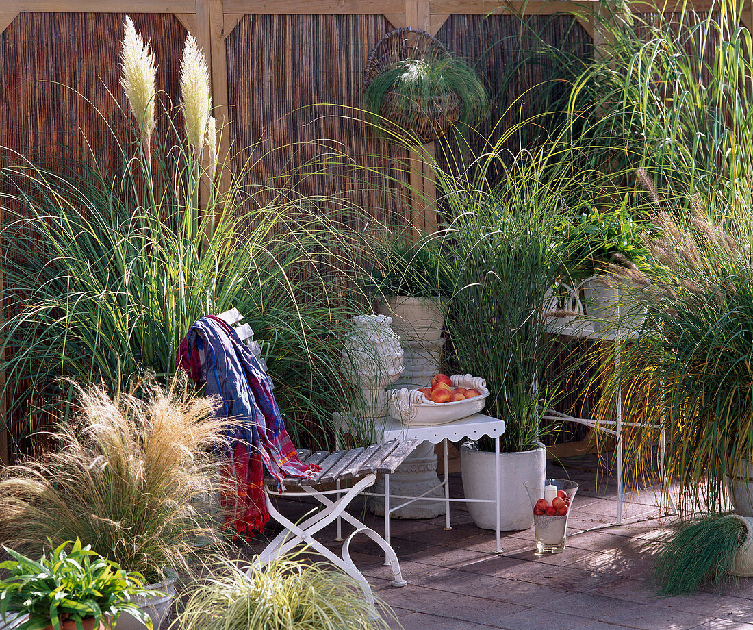 Cortaderia, Miscanthus, Stipa tenacissima, Pennisetum orientalis