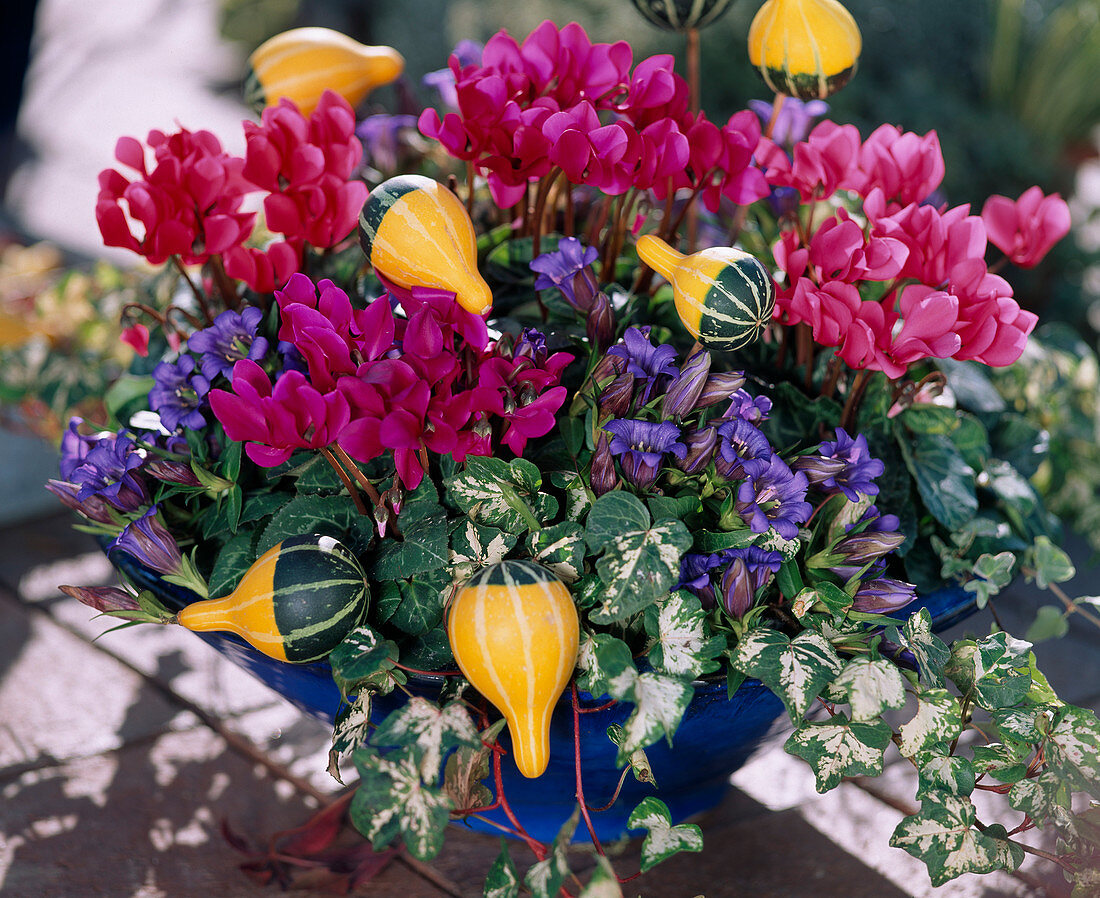 Cyclamen persicum (cyclamen), Gentiana scabra (gentian), Hedera helix (ivy)