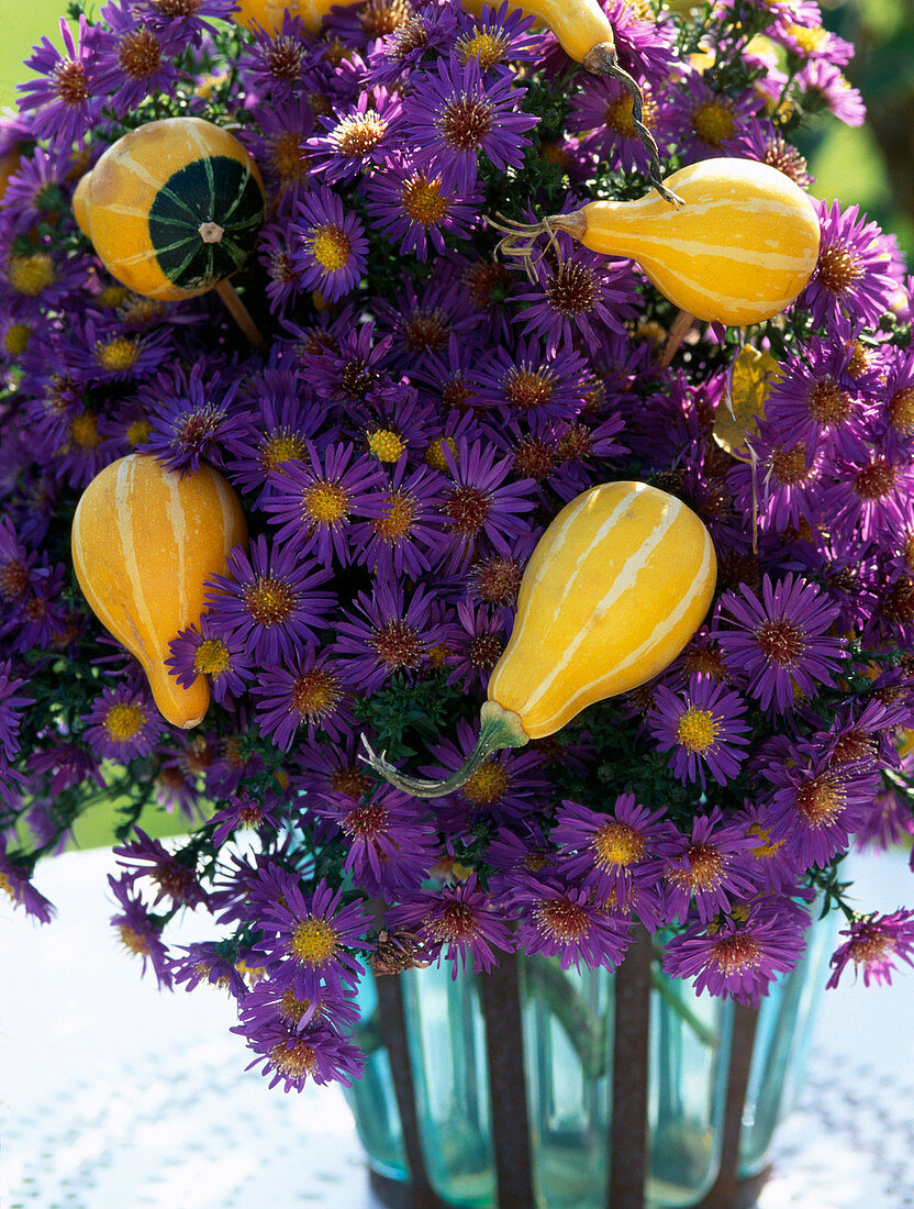 Aster 'Schöne von Dietlikon', ornamental pumpkins