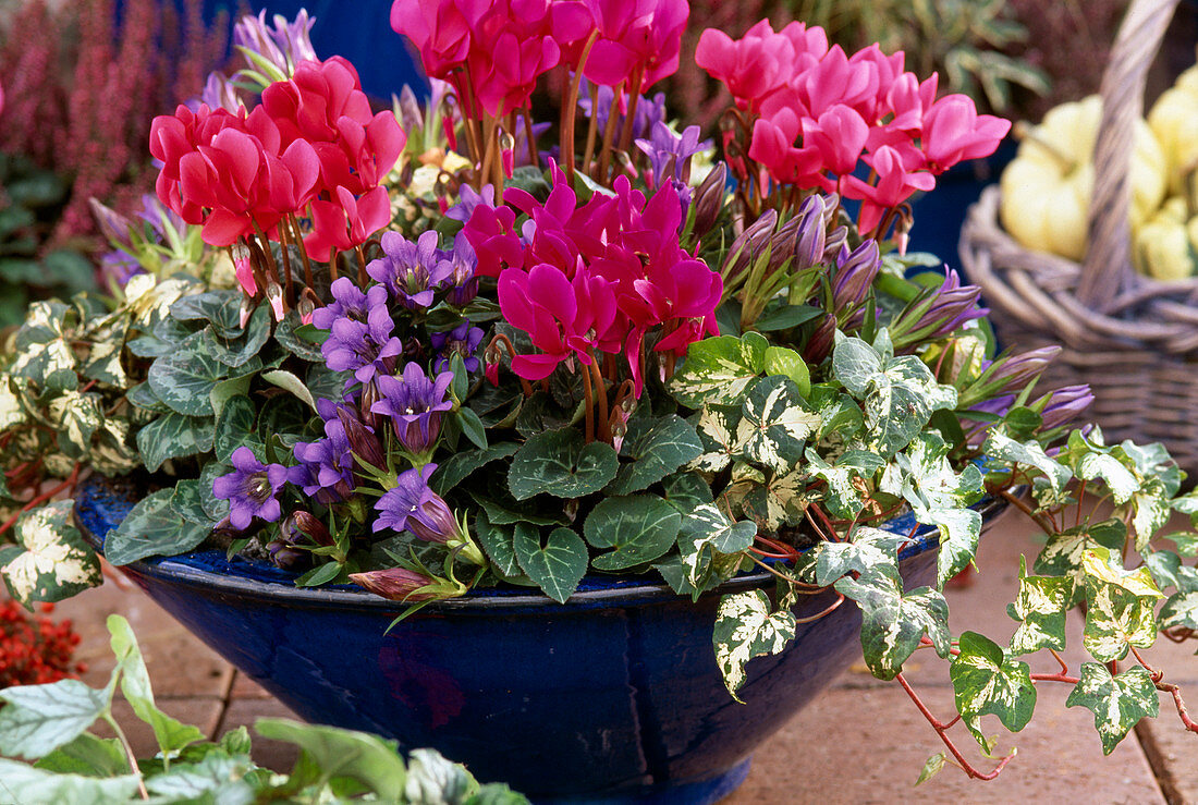 Cyclamen persicum (Alpenveilchen), Gentiana scabra (Enzian), Hedera helix (Efeu)