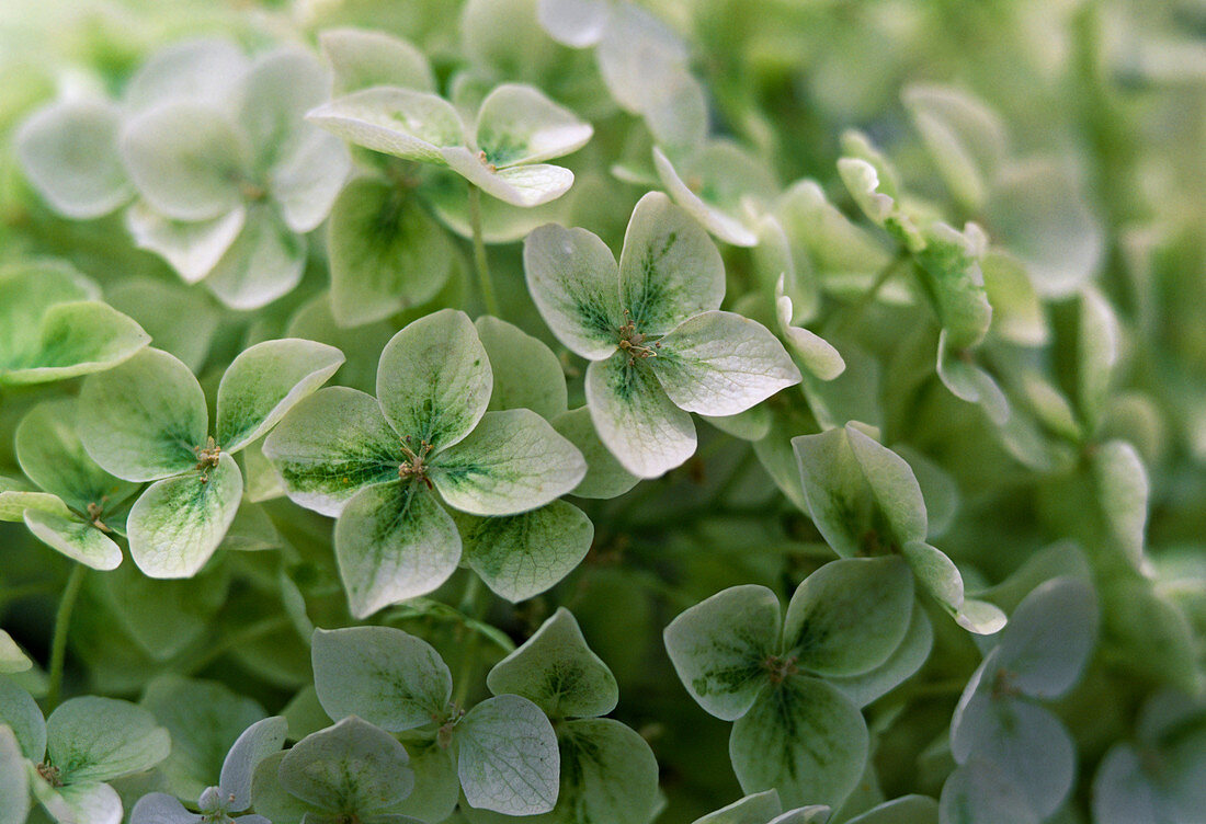 Hydrangea Macrophyllum 'Snowball' (Hydrangea)