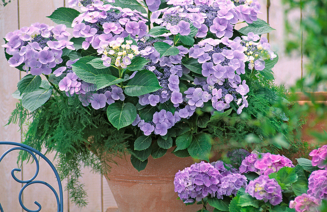 Hydrangea macrophylla 'Blueberry'