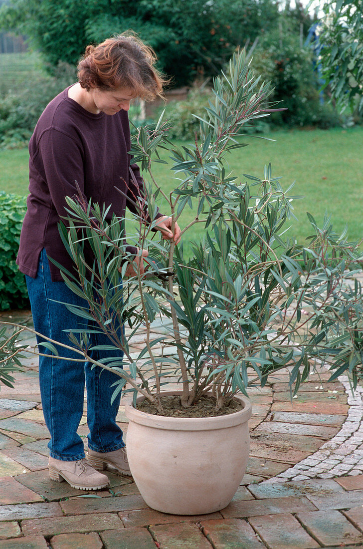 Oleander zurückschneiden