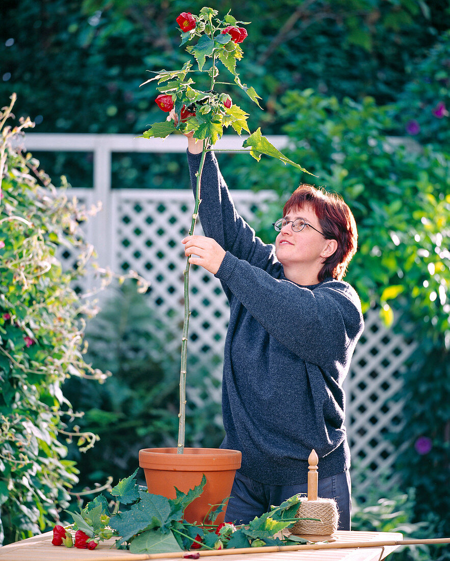 Grow stems from abutilon