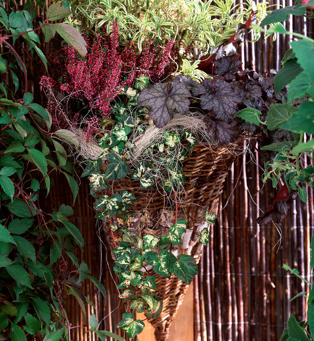 Calluna vulgaris, Heuchera 'Amethyst', Erysimum 'Variegata', Hedera (ivy)