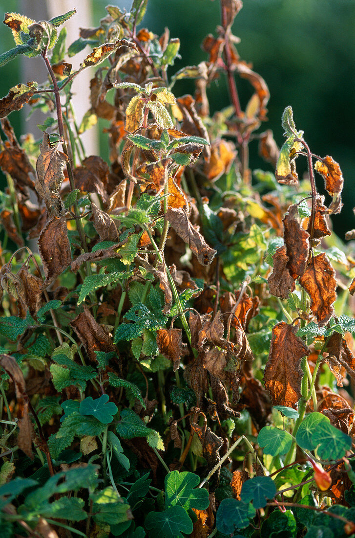 Stachys tuberifera (tuberous creeper)