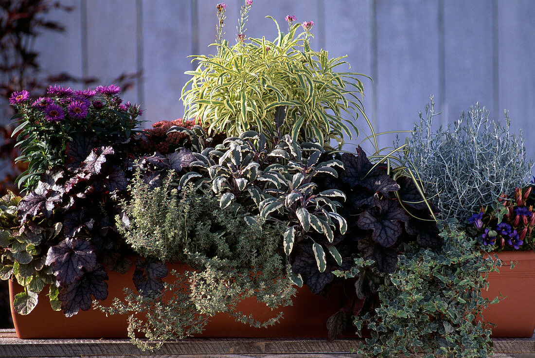 Ajuga, Calocephalus, Heuchera 'Velvet Night', Salvia tricolor, Heuchera 'Amethys'