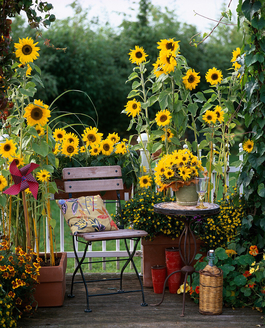 Helianthus annuus, Tagetes, Sanvitalia, Tropaeolum