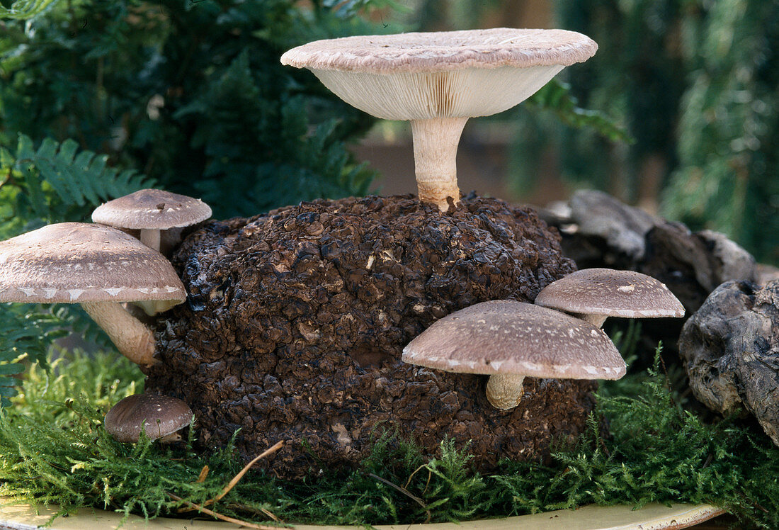 Shiitake-Pilze auf Sägemehl als Fertigkultur