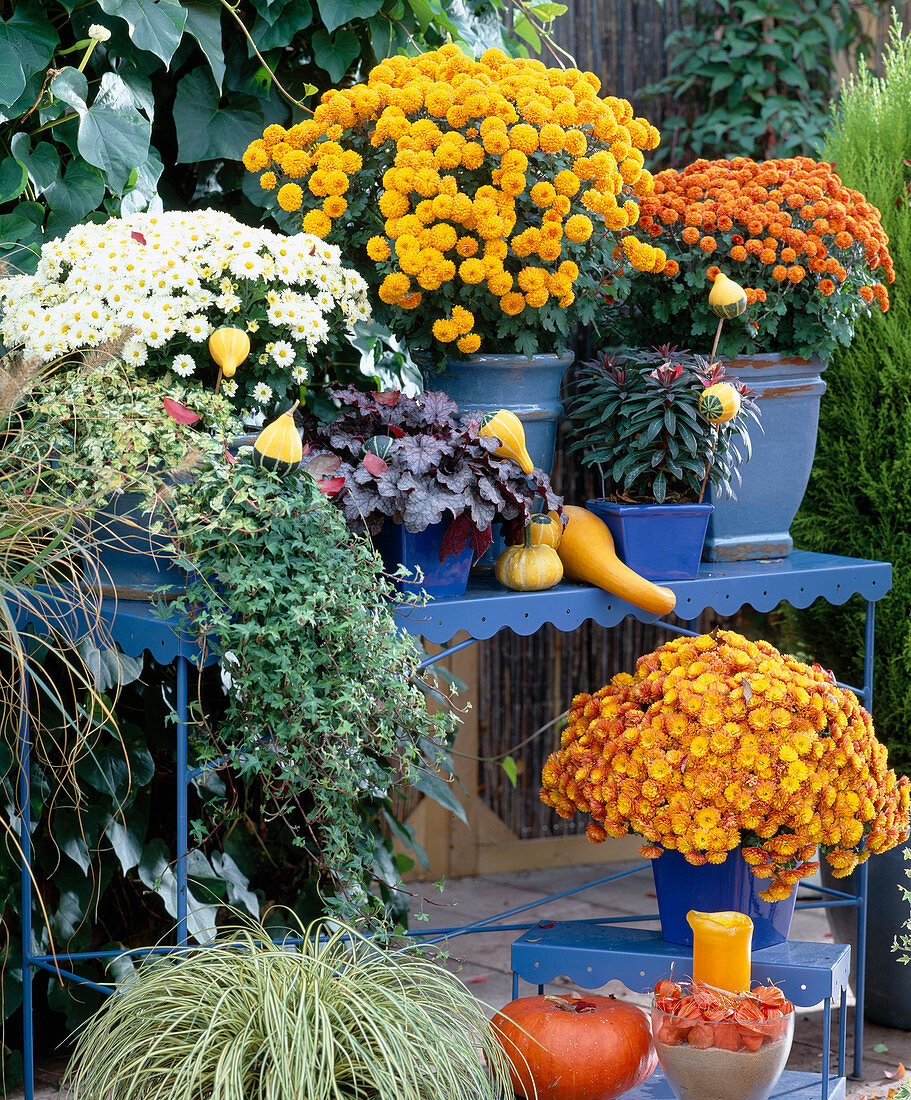 Dendranthema Garden-Mums 'Ziu' (orange), 'Taku' (white),