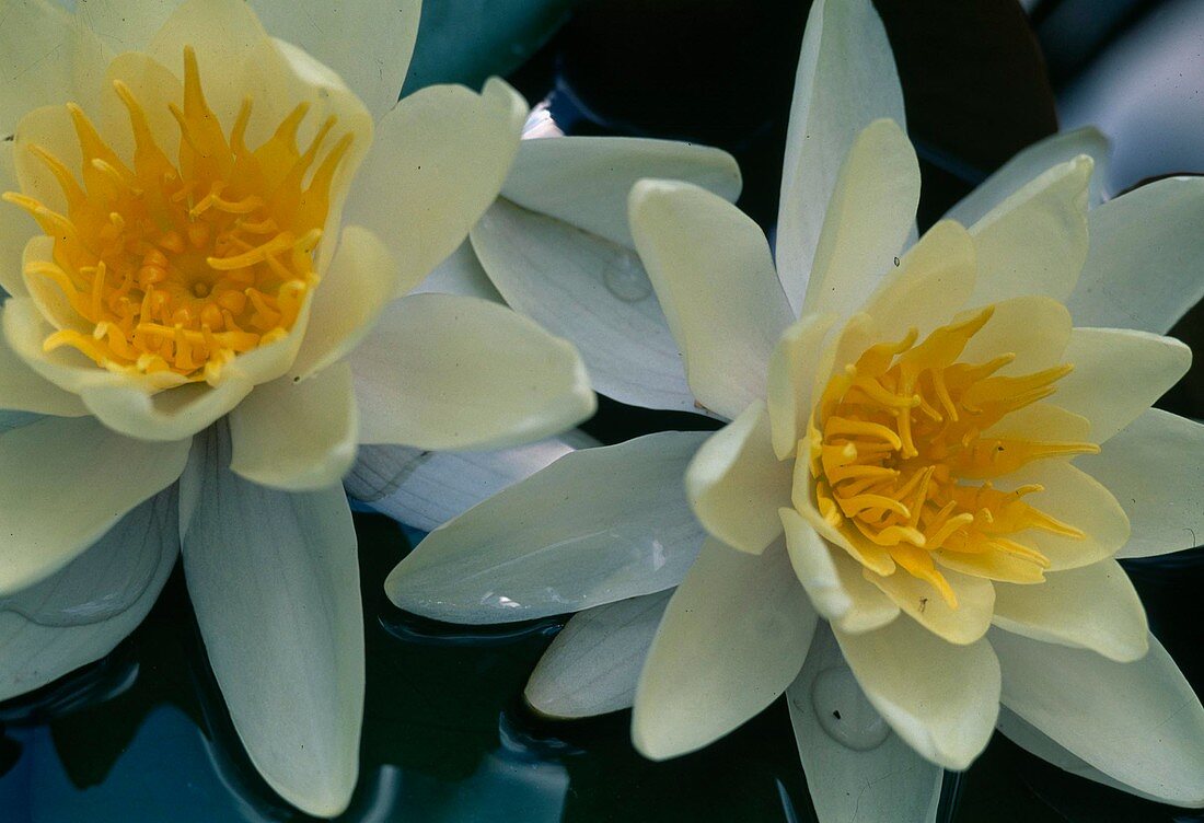 Nymphaea (Water Lily)