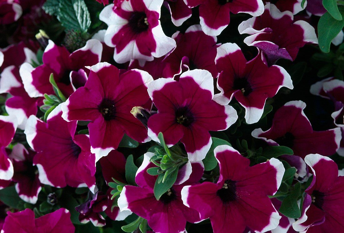 Petunia Surfinia 'Hula Hoop Blue'