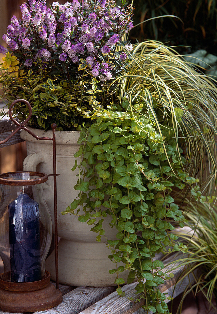 Hebe x andersonii (Strauchveronika), Carex hachijoensis, Lysimachia (Goldpfenni)